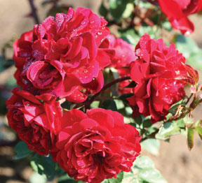 Our rose AC™ Navy Lady, 2010 and beyond. The shape and colour of the flowers are a beautiful, dark red velvet, with a very light fragrance. Between June and the autumn frosts it has reflowering blooms. Height & Habit: average, good vigor Fragrance: light